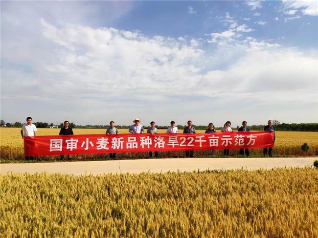 干旱年份抗旱高产国审小麦新品种洛旱22千亩示范田现场测产亩产达