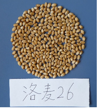 图片6.png